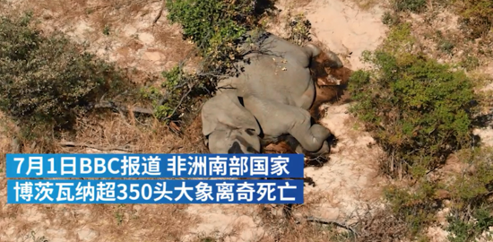 非洲大象群神秘死亡，样本已送实验室检测