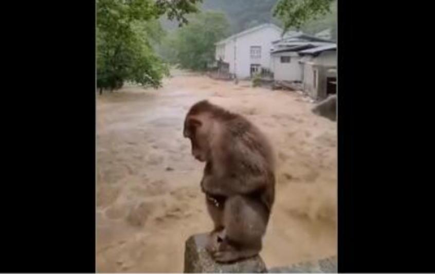 福建武夷连遭大雨，机智的猴子蹲在桥上避险