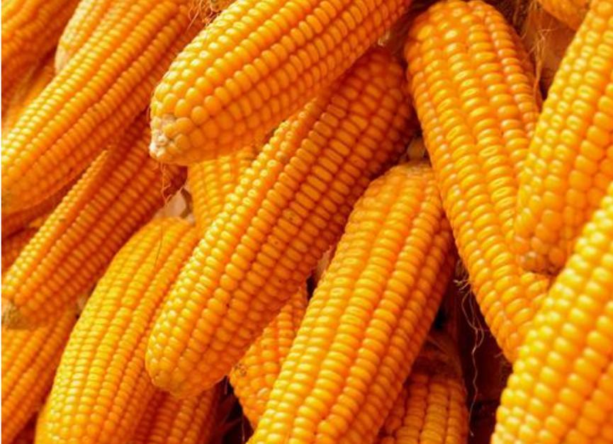 中储粮玉米变质？调查结果表明符合标准，可以放心食用
