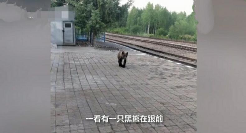 黑熊被饿的瘦骨嶙峋，冒然闯进火车站，疑似寻找食物