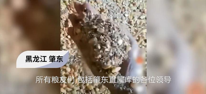 中储粮玉米变质？调查结果表明符合标准，可以放心食用