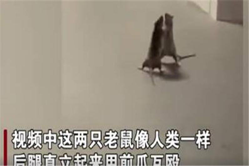 两只老鼠站立互殴，一旁猫咪被吓傻
