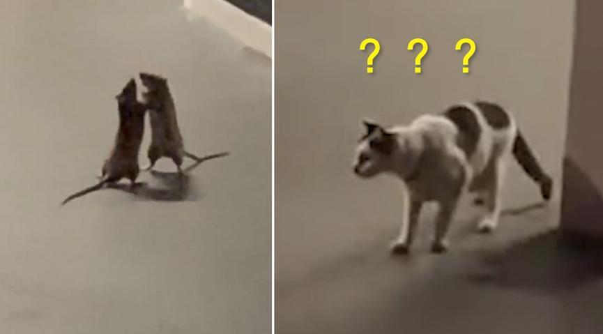 两只老鼠站立互殴，一旁猫咪被吓傻