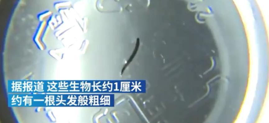 韩国自来水出现幼虫，净水厂疑似被昆虫污染，总理要求彻查