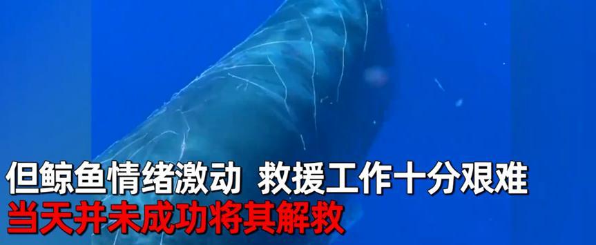 抹香鲸被渔网困住，警卫队立即开展救援工作，但是进展困难