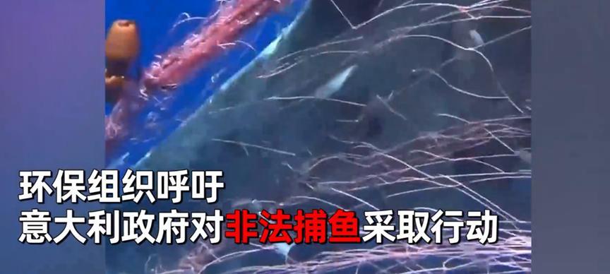 抹香鲸被渔网困住，警卫队立即开展救援工作，但是进展困难