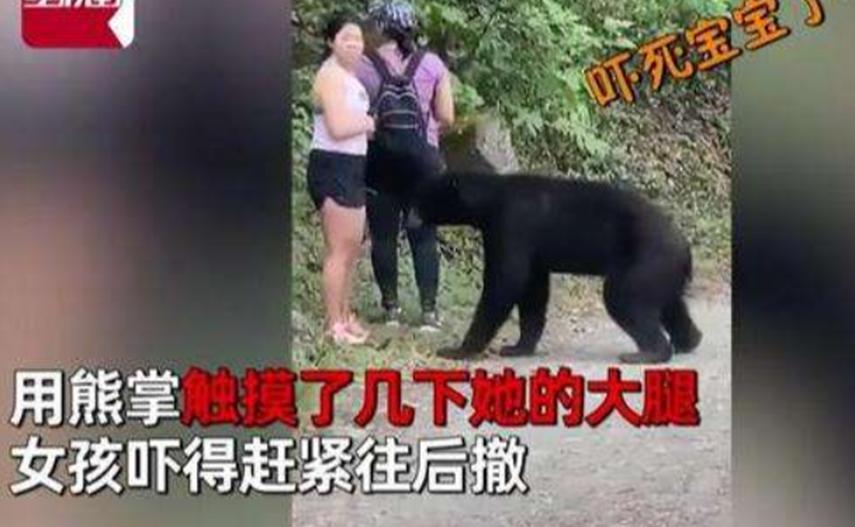不愧是你！热爱和女生互动的黑熊“再买”热搜