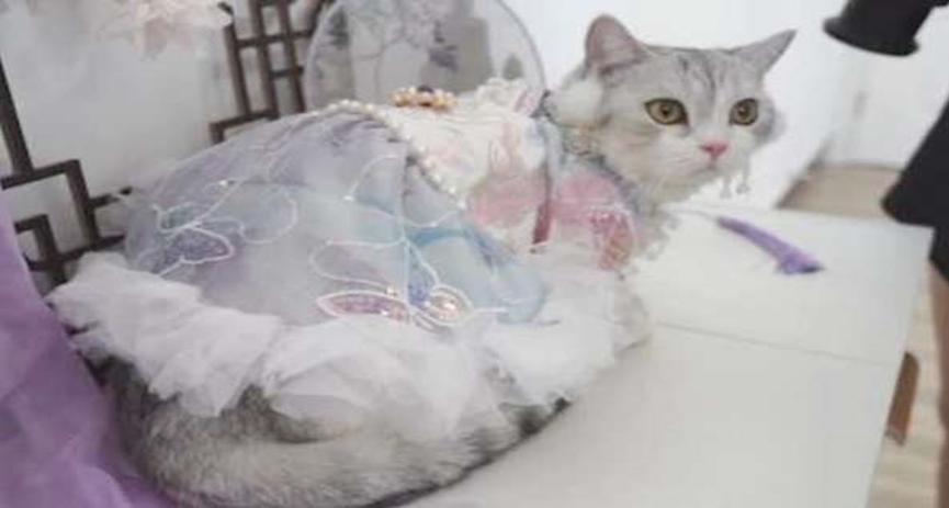 回乡创业，为猫做汉服月入七万