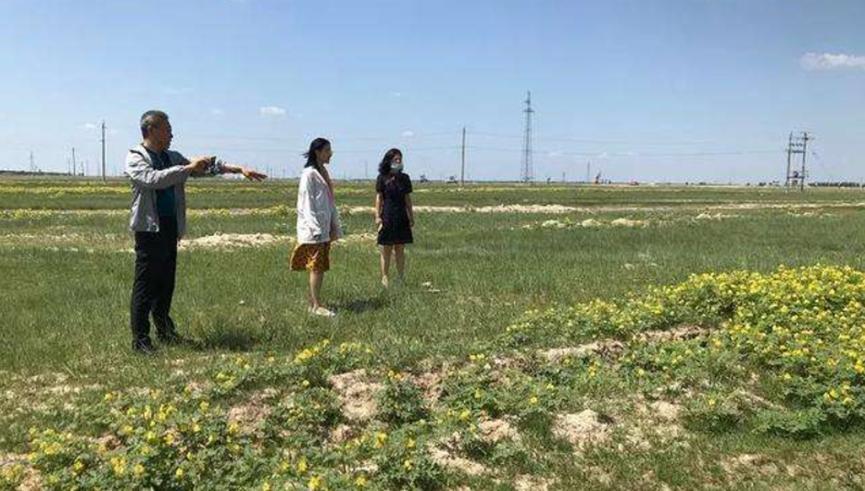 外来物种再次入侵！近三万亩有害杂草霸占土地