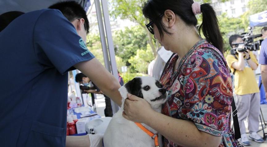 深圳发布新规定，犬只未植入芯片将被视为无证养犬