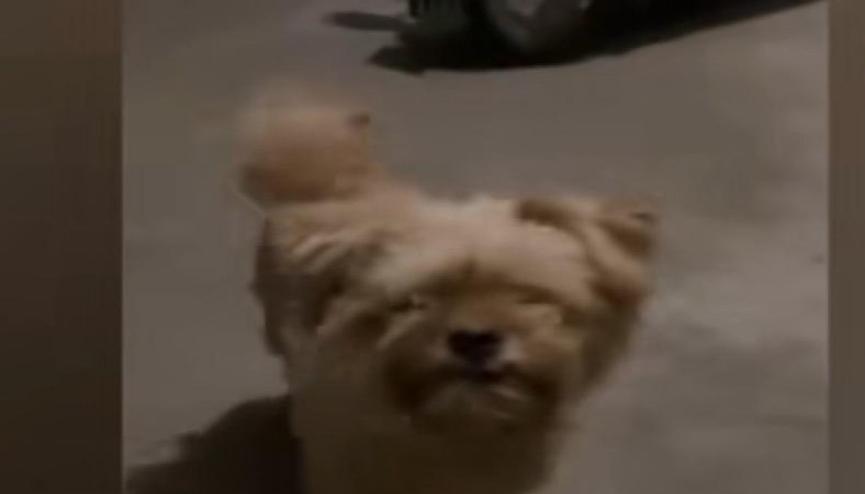 狗狗丢失一个月后，奇迹的找到了家，主人感动落泪