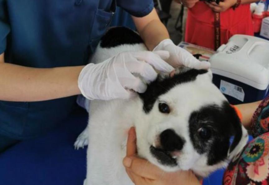 深圳发布新规定，犬只未植入芯片将被视为无证养犬