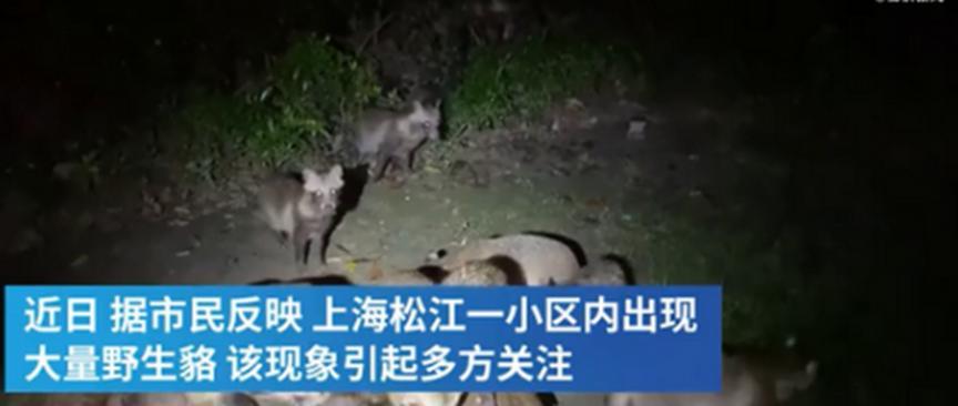 上海市松江区野生貉大量繁殖，有居民投喂猫粮，人与貉和谐相处
