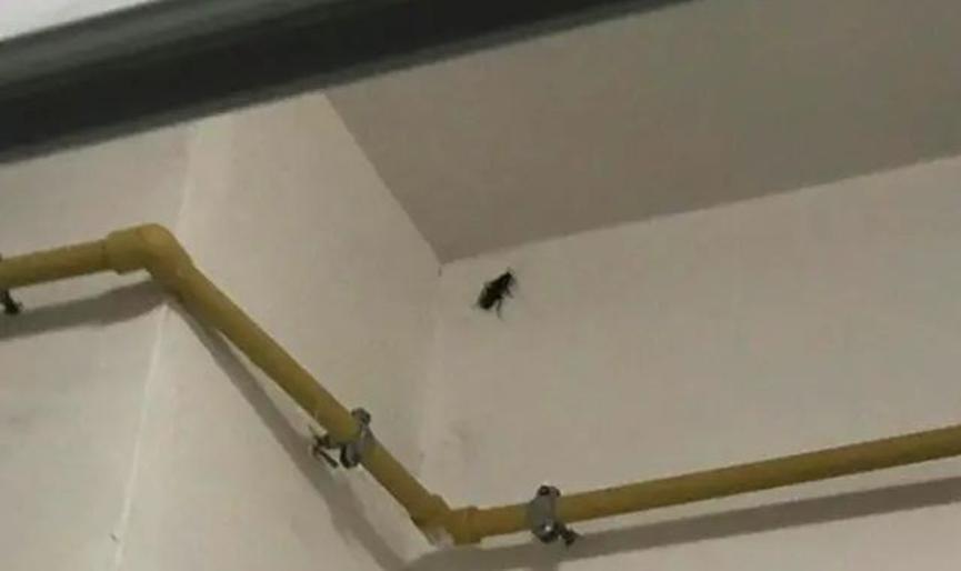 23岁女子独居时发现蟑螂，一夜未敢睡觉，因为蟑螂请假意外走火