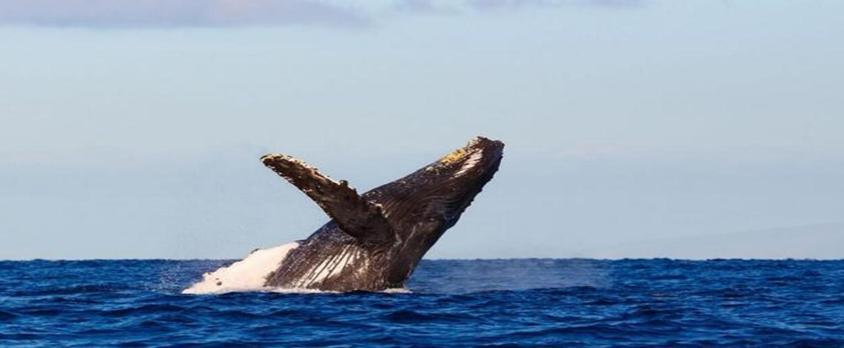 澳大利亚女子被鲸鱼拍到，发现肋骨断裂
