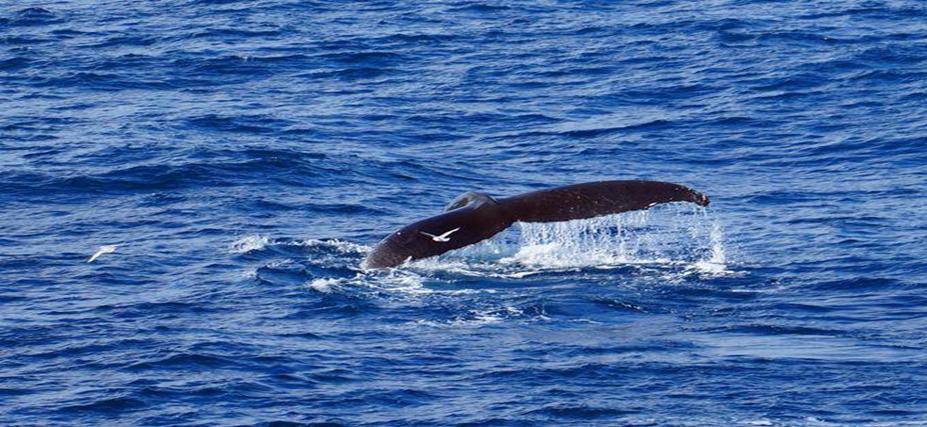 澳大利亚女子被鲸鱼拍到，发现肋骨断裂