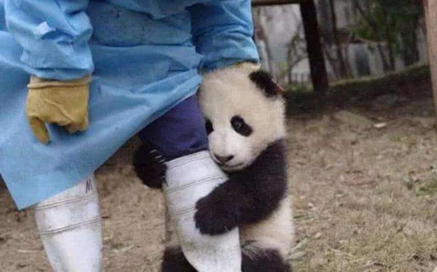 过分可爱，大熊猫宝宝和饲养员吵架全过程