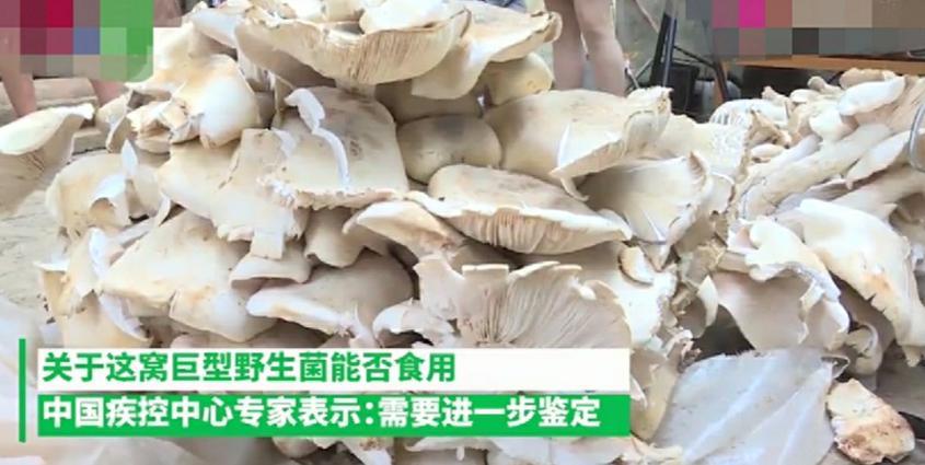 云南一村民上山，却意外发现巨型菌，重达300多斤