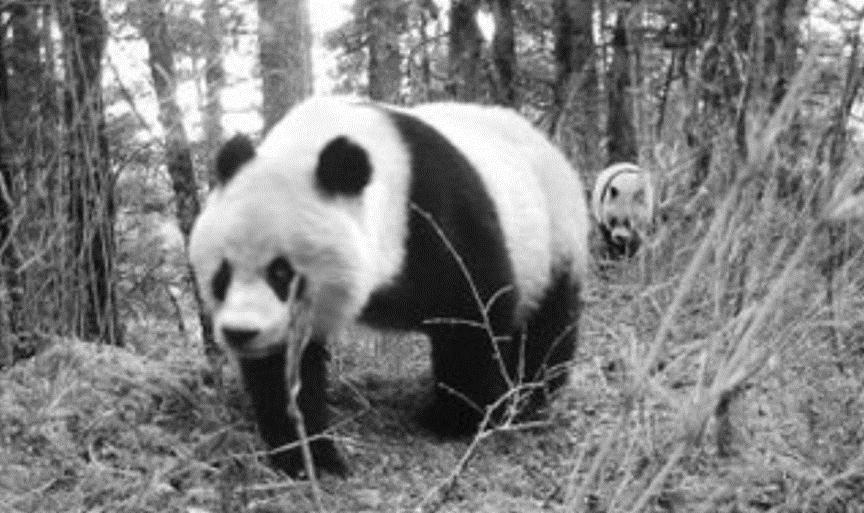 四川土地岭首次拍到野生大熊猫，大熊猫状况良好