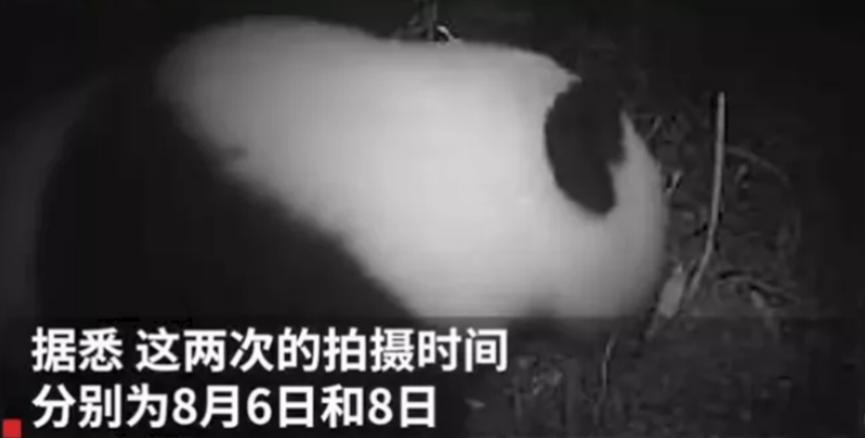 四川土地岭首次拍到野生大熊猫，大熊猫状况良好