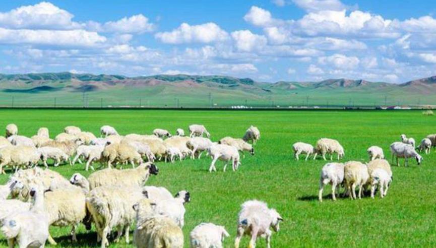 蒙古国正式启动3万只羊捐赠程序，捐羊工作即将展开