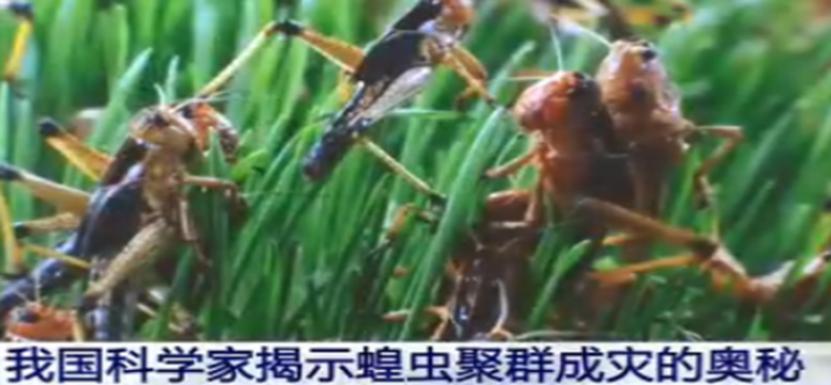 一切乱象皆可以用科学解释，蝗虫成灾？信息素罢了