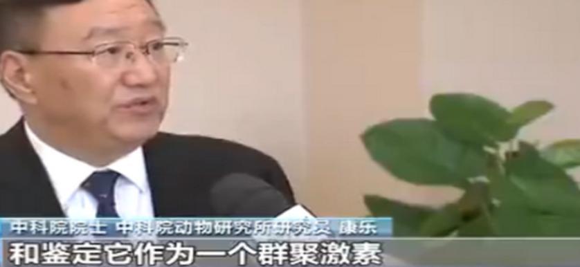 一切乱象皆可以用科学解释，蝗虫成灾？信息素罢了
