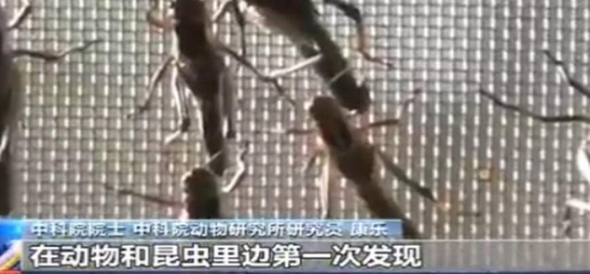 一切乱象皆可以用科学解释，蝗虫成灾？信息素罢了