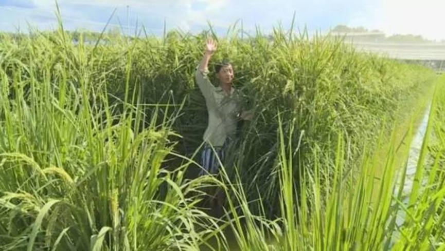 中国早水稻实现增长，国民经济不会受到太大影响