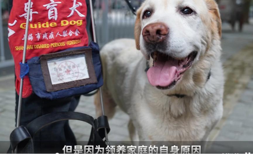上海首批导盲犬已完整退役，正在等待领养中