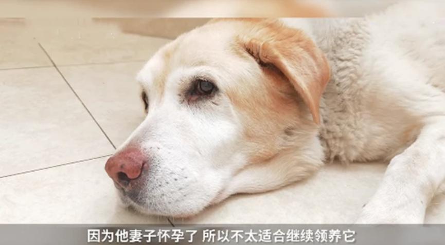 上海首批导盲犬已完整退役，正在等待领养中