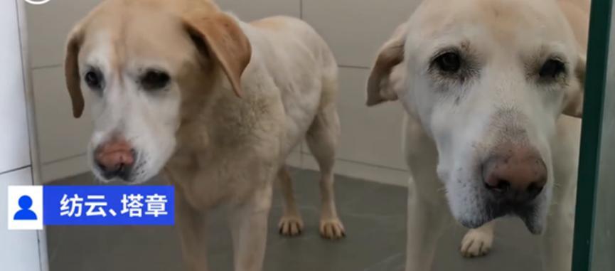 上海首批导盲犬已完整退役，正在等待领养中