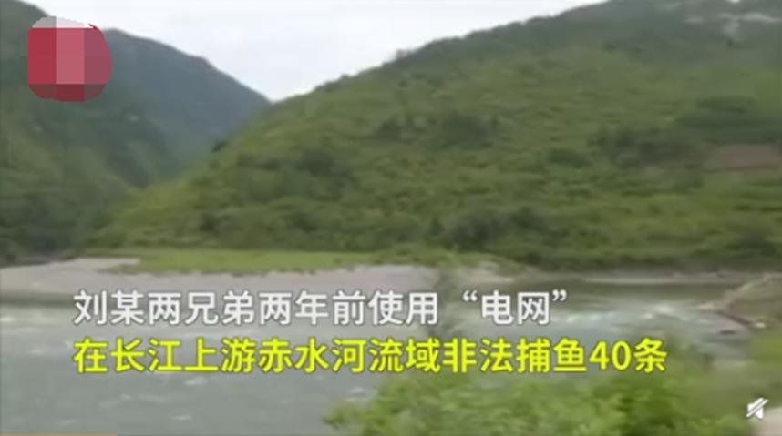 非法捕鱼两兄弟判决补偿生态，以鱼还鱼购鱼放生