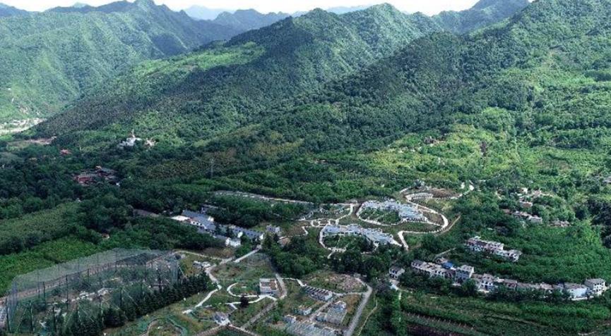 熊猫宝宝诞生，秦岭大熊猫家族实现四世同堂