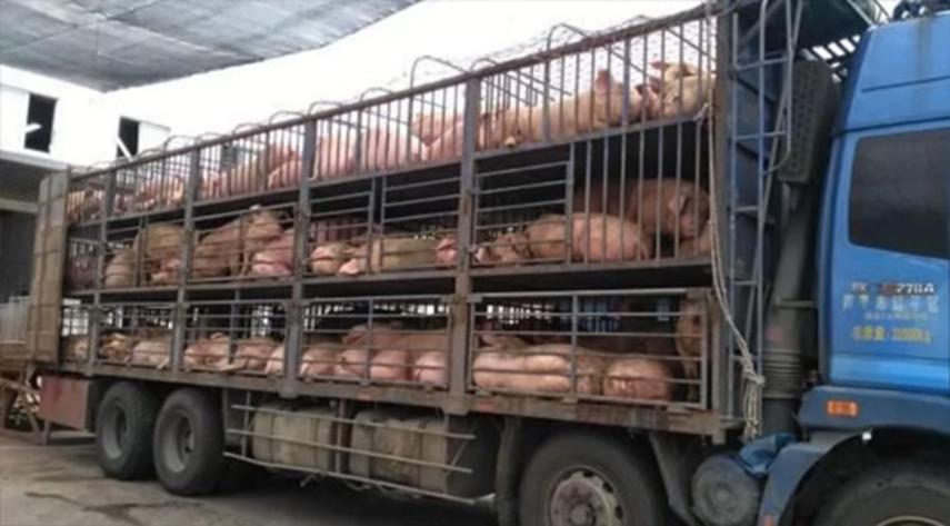 比“抢猪肉”还疯狂！墨西哥运猪货车侧翻，居民疯抢