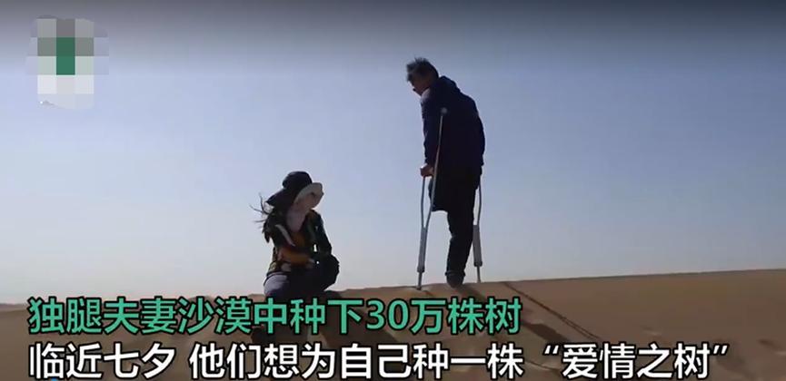 内蒙古夫妇五年如一日种树，如今已达六千余亩
