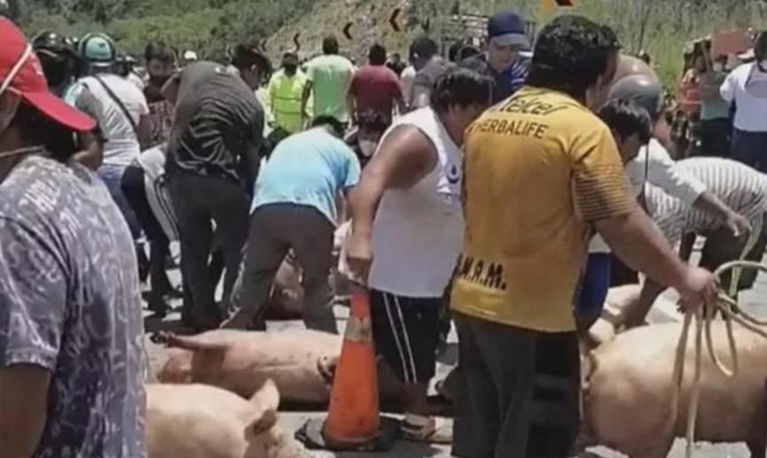 比“抢猪肉”还疯狂！墨西哥运猪货车侧翻，居民疯抢