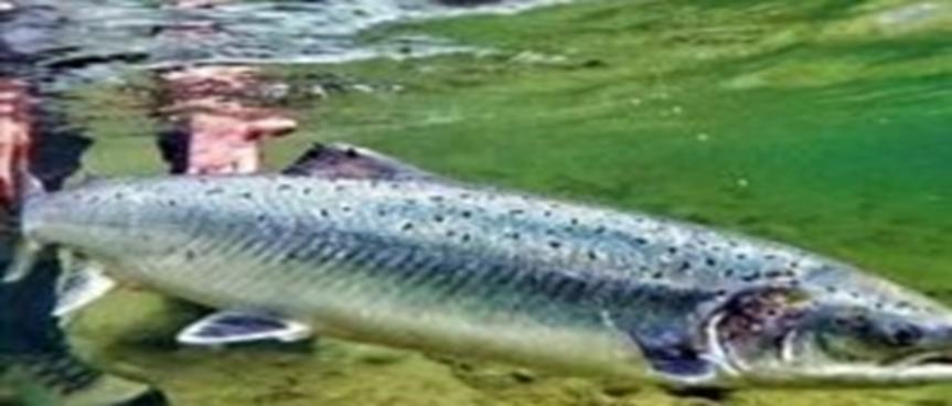 69万条喂食抗生素三文鱼逃入大海，收660万美元罚单