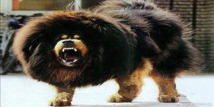 女子被藏獒吓撞墙，狗主人被判赔100多万