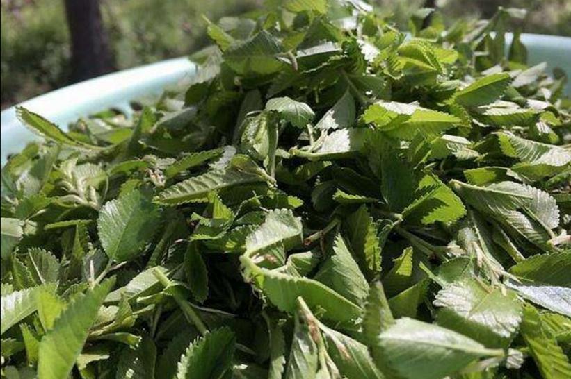 婆婆用树叶给儿媳做衣服，别出心裁，令人赞叹