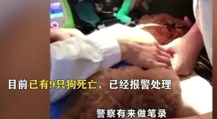 深圳有人对狗痛下杀手，在走道放毒香肠致其死亡