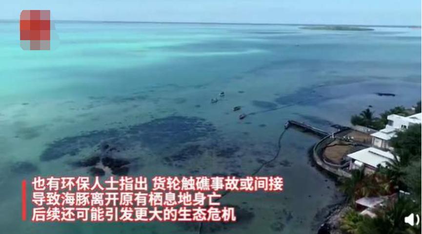 大量海豚搁浅海岸死亡，或与日本货轮泄油有关
