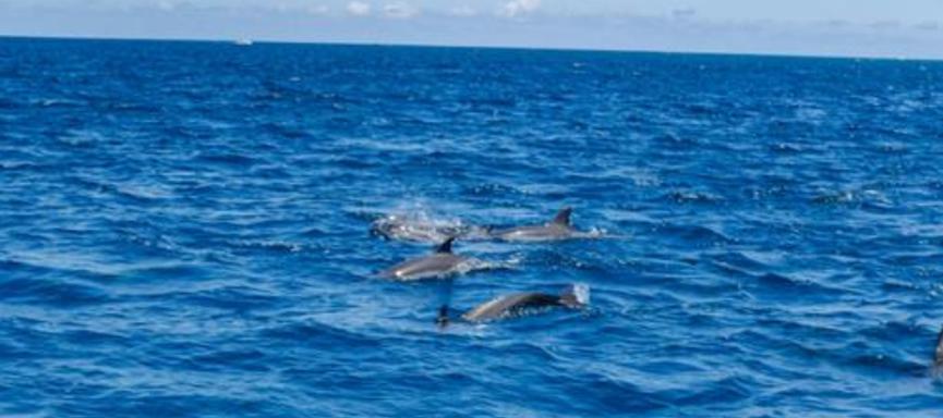 大量海豚搁浅海岸死亡，或与日本货轮泄油有关