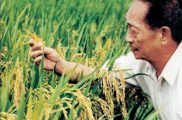 袁隆平说，粮食优质高产，我们做到了！
