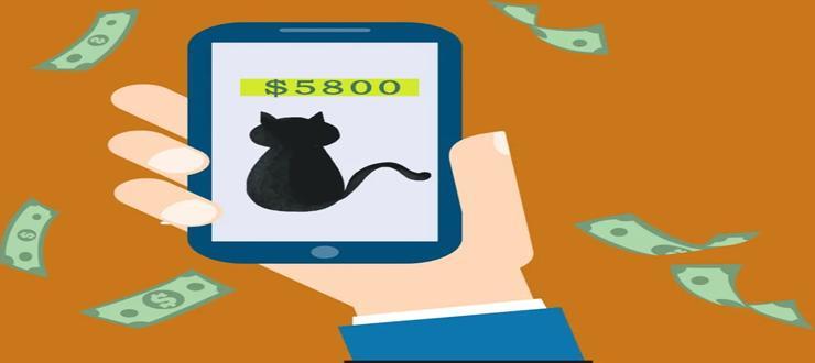  “云养猫”爆雷，骗取上亿资金，受骗人数高达六千