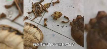 武汉大学生返校发现乌龟变龟壳，网友：心里真不是滋味！