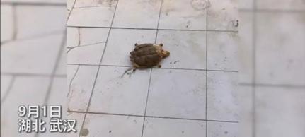 武汉大学生返校发现乌龟变龟壳，网友：心里真不是滋味！