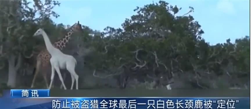 地球最后一只白色长颈鹿装上GPS