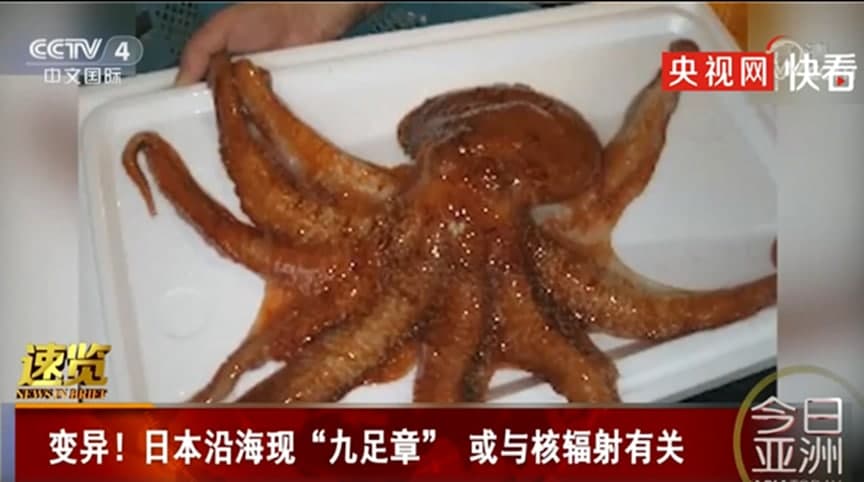 日本沿海发现九足章鱼：或与核辐射有关